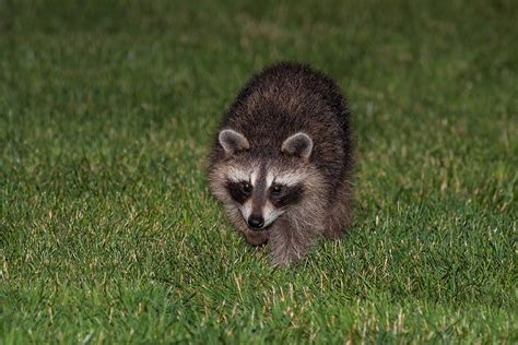 Humane Approaches to Raccoon Removal: Ethical Solutions to Pest Control