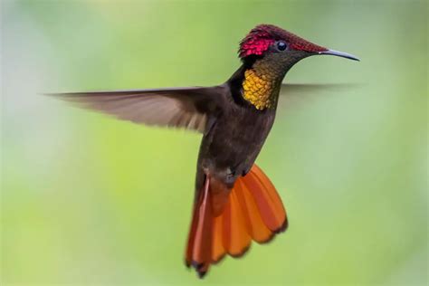 Hummingbirds in Different Cultures and Traditions