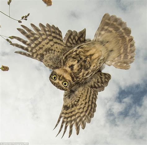 Hunting Techniques: How the Sovereign Owl Captures Its Prey