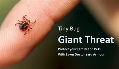 Hunting the Elusive Tick: Strategies for Effective Prevention