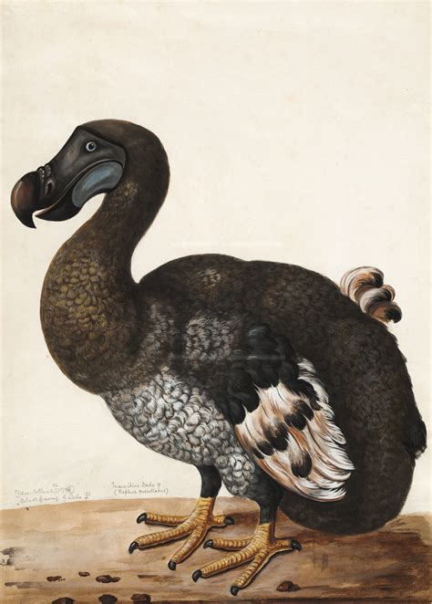 Iconic Image: Dodo Bird in Popular Culture and Art