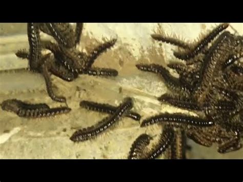 Identification: Is It a Millipede Invasion or Just a Few Stragglers?