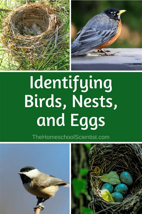 Identifying Common Scenarios Involving Eggs In Nest