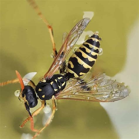 Identifying Common Wasp Species Found Indoors