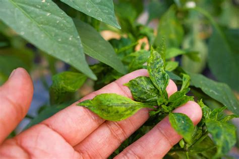 Identifying and Addressing Common Issues Affecting Your Beloved Pepper Plants