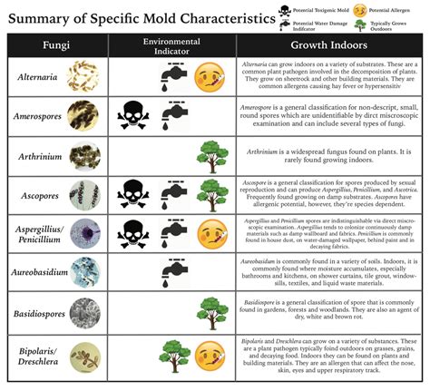 Identifying and Analyzing Different Types of Mold in Dream Symbols