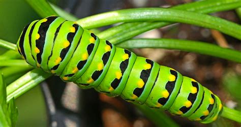 Identifying and Documenting Various Species of Caterpillars