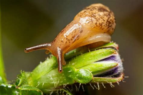 Identifying the Slug Species in Your Garden