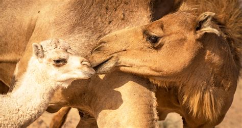 Imagining the Lifestyle of a Camel Cow