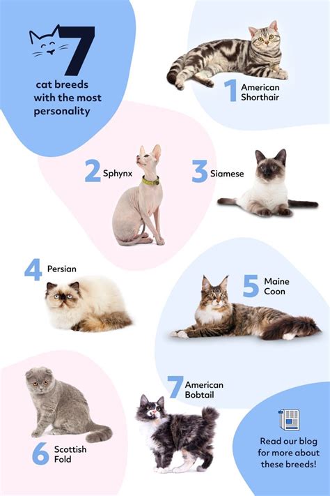 Imagining the Perfect Silver Kitty: Exploring Different Breeds and Personalities