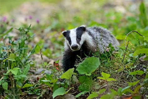 Immerse Yourself in the Splendor of Badger Habitats