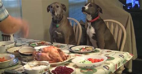 Immersing in the Magnificence of Observing Puppies Feasting