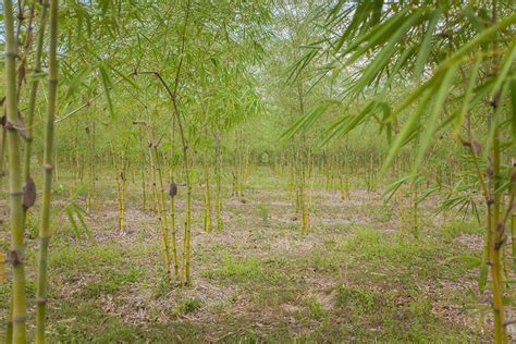 Impact of Bamboo in the Industry