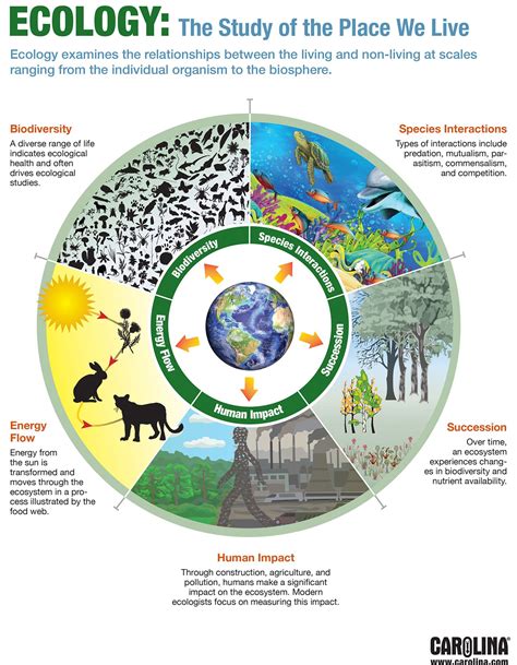 Impact on Ecosystems: How Animal Precipitation Influences the Environment