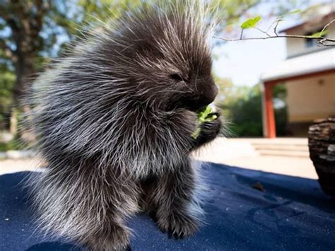 Impactful Encounters: The Transformative Power of Baby Porcupines