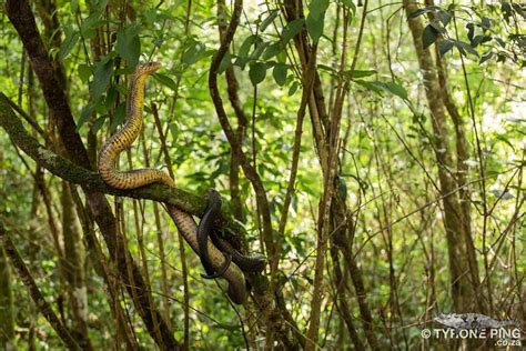 Impacts of Dynamic and Immense Serpents on Ecosystems