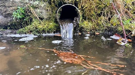 Impacts of Sewage Overflow on Water Quality