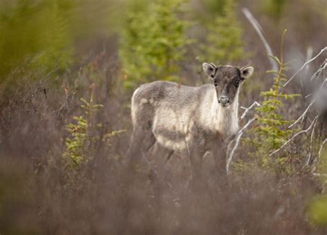 Impeding Challenges to Deer Populations and Conservation Endeavors