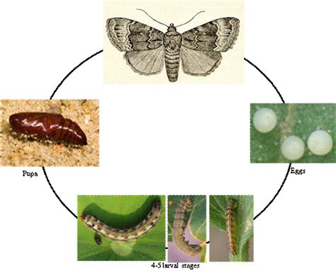 Importance of Lepidoptera in nature