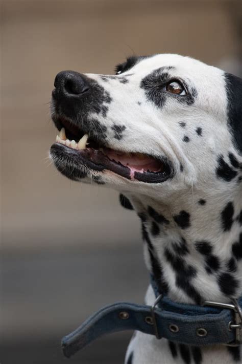 Important Considerations Before Adding a Dalmatian Pup to Your Family