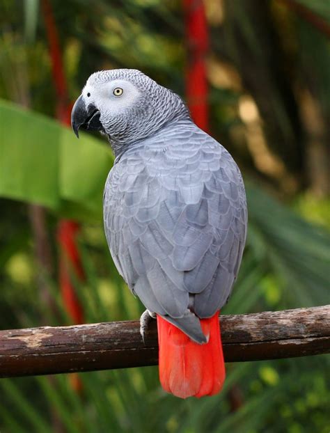 Important Considerations Before Bringing Home an African Grey Parrot