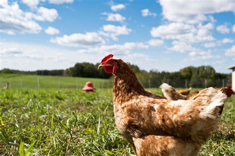 Improving Chicken Well-being: Promoting Ethical Farming Practices