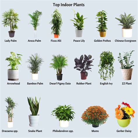 Improving Indoor Air Quality with Indoor Plants