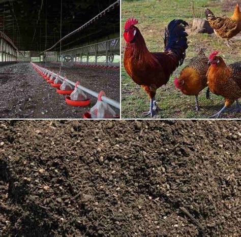 Improving Soil Structure and Moisture Retention with Chicken Manure