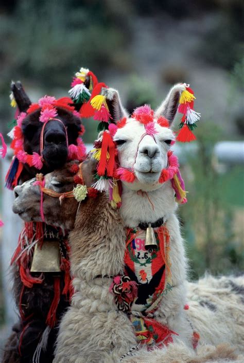 In Native Andean Cultures: The Dark Llama as a Symbol of Wisdom and Protection