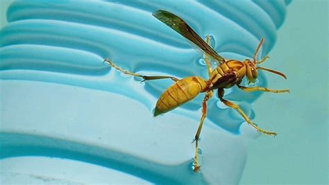 In Pursuit of the Mysterious Golden Wasp: An Expedition into the Beyond