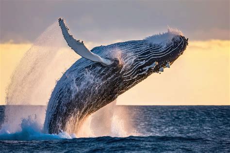 In the Realm of Giants: Understanding the Size and Scale of the Majestic Whales