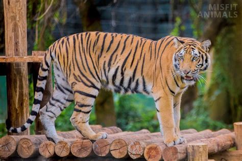 In the Realm of the Big Cats: Witnessing Their Raw Power