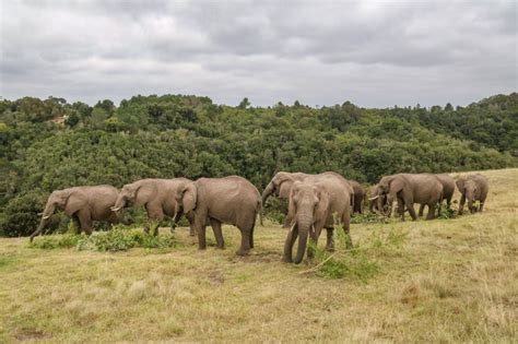 In the footsteps of majestic elephants: An extraordinary wildlife encounter