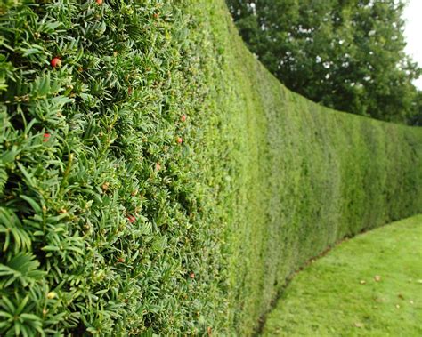 Incorporating Nature into Your Fence with Living Hedges