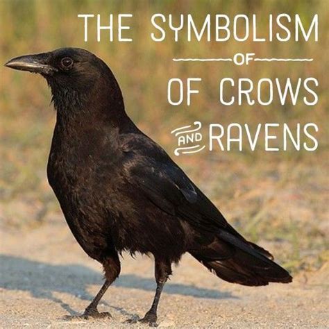 Incorporating the Symbolism of Crows and Ravens in Your Everyday Life