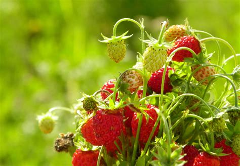 Indulge in the Juicy Sweetness of Freshly Picked Strawberries