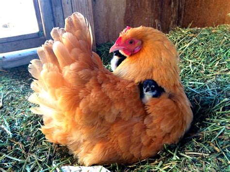 Indulgence at Its Finest: Observing Another's Pleasure in Chicken Goodness