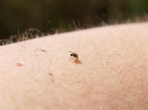 Innovative Research and Future Possibilities in Managing Black Fly Populations