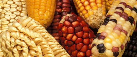 Innovative Traits of the Revolutionizing Maize Variety