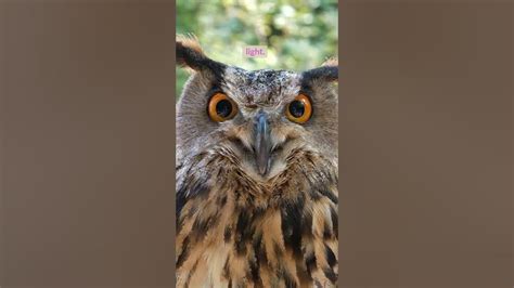 Inquisitive Eyes and Silent Wings: Understanding the Extraordinary Adaptations of Owls