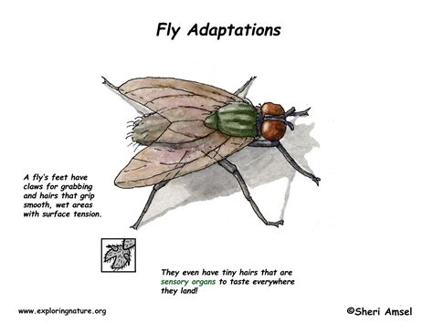 Insect Adaptations: Exploring How Insects Have Evolved to Thrive in Diverse Environments