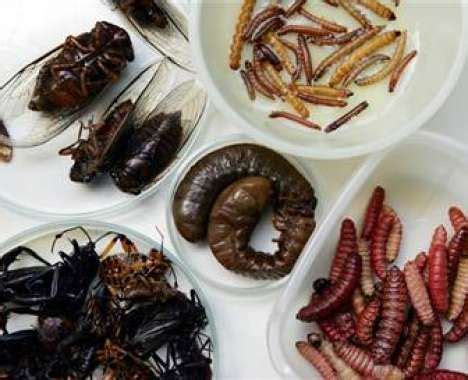 Insect Cuisine's Global Reach: A Journey through Bug-Based Delicacies from Around the World