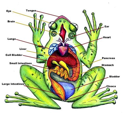 Insightful Tips for Recalling and Analyzing Your Plump Amphibian Reveries