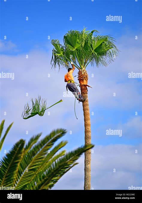 Insights and Techniques for Decoding and Comprehending Dreams Related to Trimming Fronds of Palm Trees