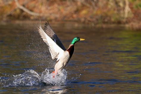 Insights for Decoding Dreams of Pursued Waterfowl