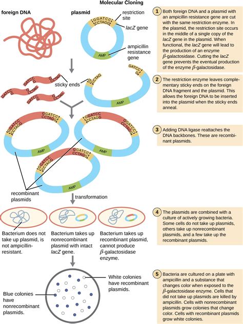 Insights into Genetic Mechanisms: Key Players in the Transformative Process