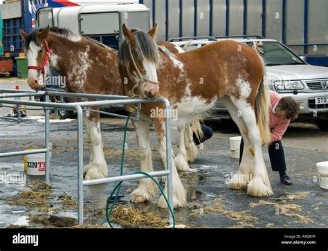 Inspiring Grace: Clydesdales in the Show Ring