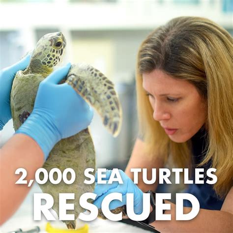 Inspiring Stories of Sea Turtle Rescues and Rehabilitation