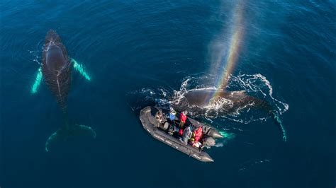 Inspiring Tales: Remarkable Human-Whale Encounters