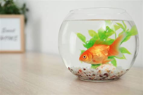 Inspiring Tales of Goldfish Bring Rays of Hope and Prosperity